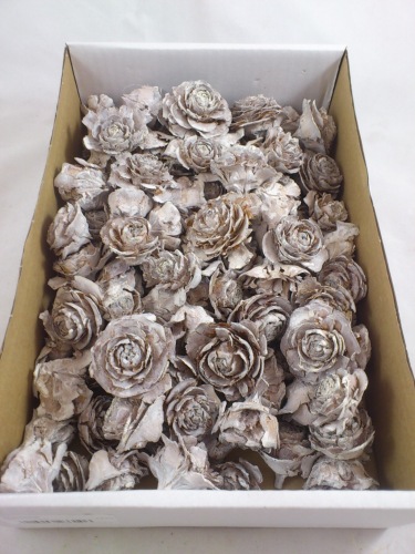 Cedar rose white-wash 600 gr. (100-120 p.).